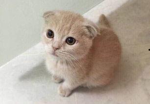 折耳猫娱乐吃瓜