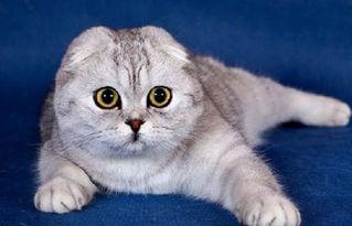 折耳猫娱乐吃瓜