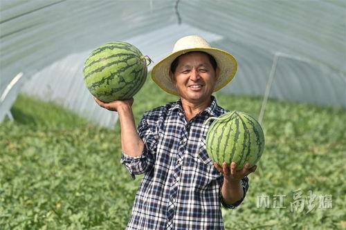 扎西枫丹娱乐吃瓜作品